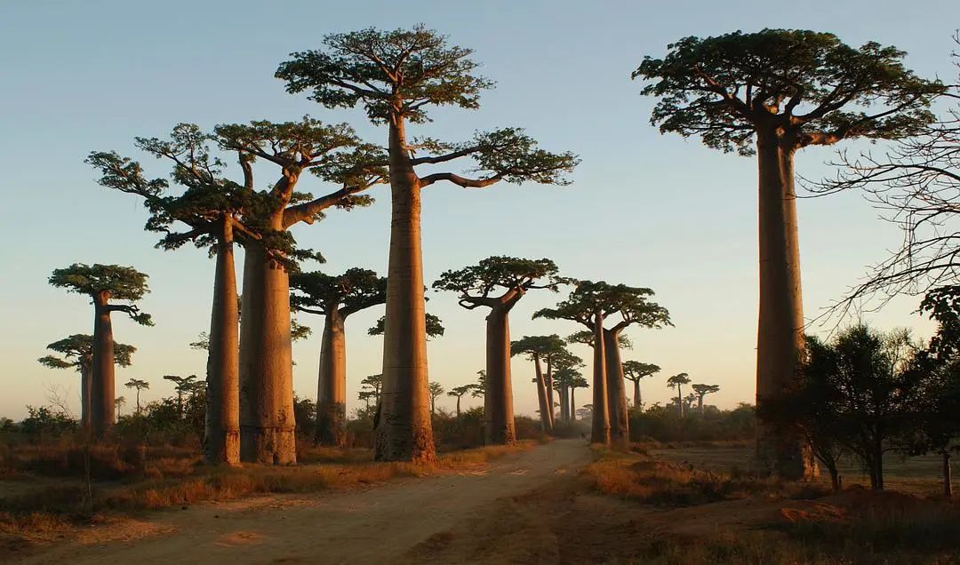 猴面包樹(shù)油 Adansonia digitata