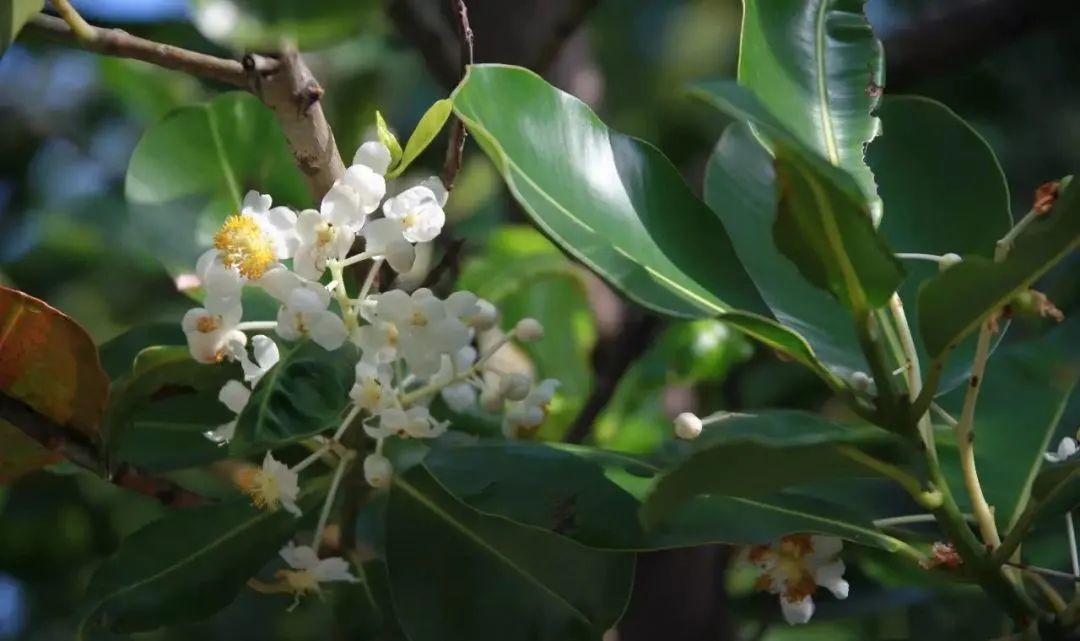 瓊崖海棠油 Calophyllum  inophyllum