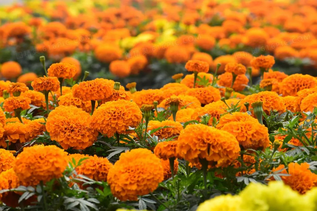 萬壽菊 Tagetes erecta Linn.