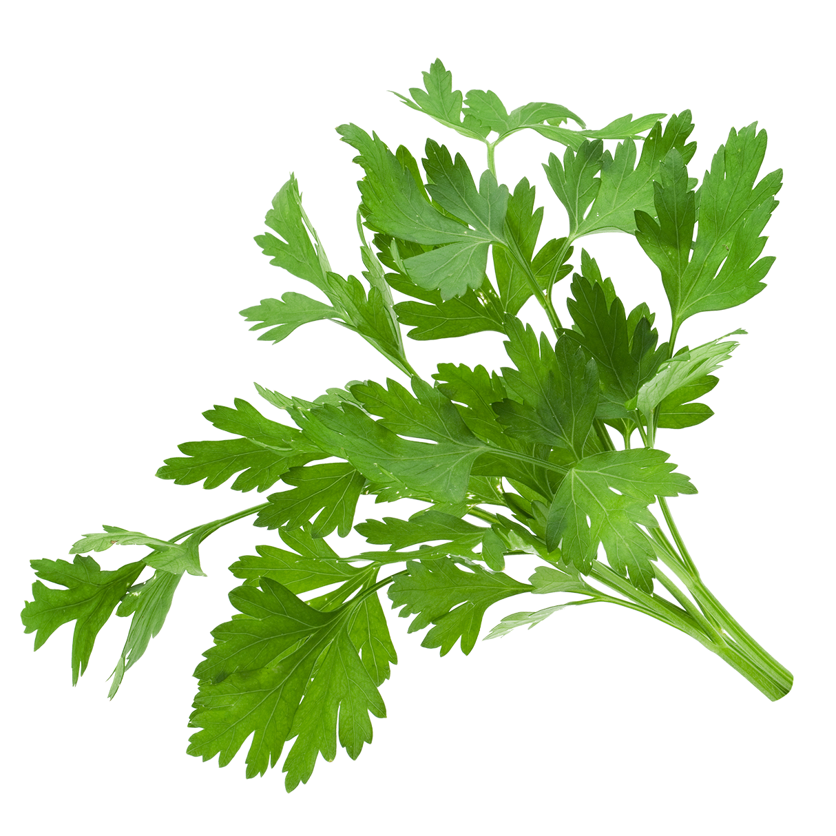 歐芹葉Petroselinum crispum